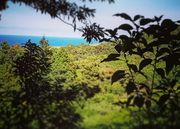 Caparica Azores Biscoitos (Terceira)